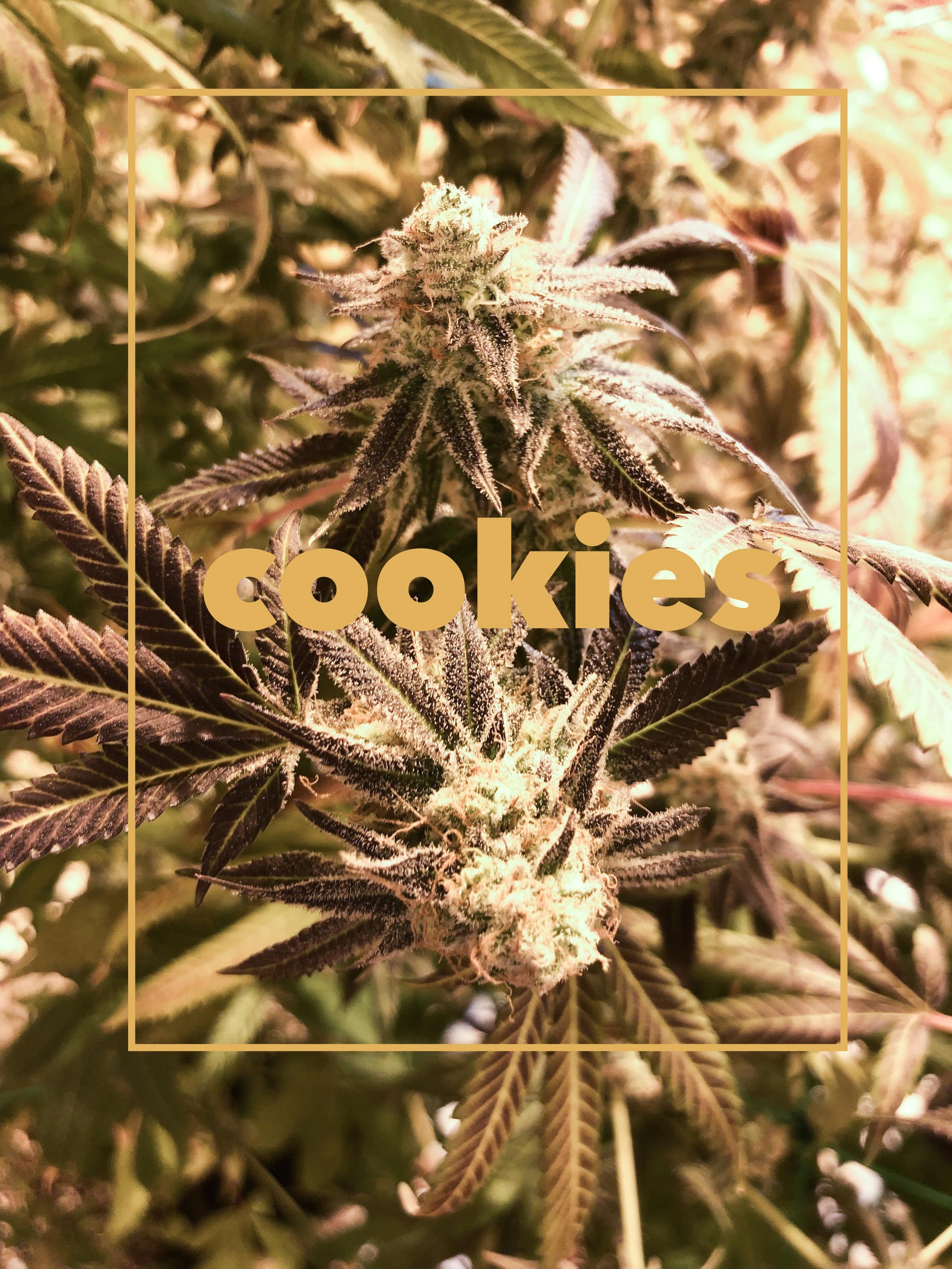 Top Shelf Wellness Center Phoenix Phoenix, OR Dispensary Leafly